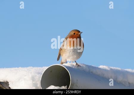 Ein Rotkehlchen (Erithacus rubecula), der auf einem schneebedeckten Abflussrohr bei hellem Sonnenschein steht Stockfoto
