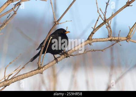 Ein männlicher Schwarzvogel (Turdus Merula), der im Winter auf einem Zweig eines Älteren (Sambucus Nigra) thronte Stockfoto