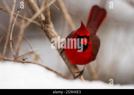 Ein männlicher nördlicher Kardinal auf Nahrungssuche im Winter, Cardinalis cardinalis Stockfoto