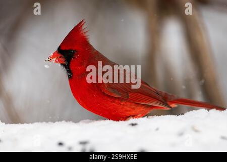 Ein männlicher nördlicher Kardinal auf Nahrungssuche im Schnee, Cardinalis cardinalis Stockfoto