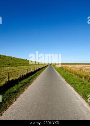 Asphaltierter Landwirtschaftsweg und Radweg entlang des Deiches an der deutschen Nordseeküste in Ostfriesland, weidende Schafherde, blauer Himmel. Deutschland, Ea Stockfoto