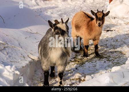Zwei Ziegen stehen im Schnee, eine ist grau und die andere braun. Die Szene ist friedlich und ruhig, der Schnee bedeckt den Boden und die Ziegen Stockfoto