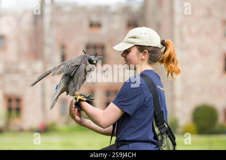 Lake District, Großbritannien - 23. April 2024. Eine Frau, die einen Wanderfalken mit Kapuze hält. Falknerei im Muncaster Castle and Gardens, Cumbria, Großbritannien Stockfoto