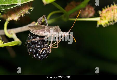 Blattfüßige Käfer Coreidae Insekten essen Maulbeerfrucht Natur Schädlingsbekämpfung. Stockfoto
