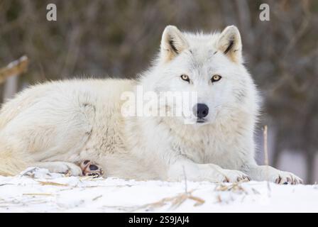 Porträt des Holzwolfs im kanadischen Winter Stockfoto