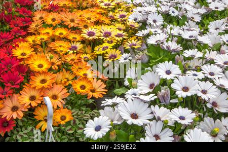 Dimorphotheca ecklonis auch bekannt als Kap Marguerite. Pflanzen werden in der Gärtnerei in Tabletts ausgestellt Stockfoto