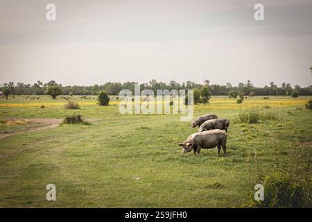 Mangalica-Schweine weiden auf einer ländlichen Weide und heben die traditionelle serbische Landwirtschaft hervor. Mangulica oder Mangalica ist eine typische Schweinerasse aus Hung Stockfoto