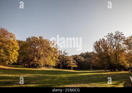 Eine breite Lichtung mit einem üppigen Grasfeld, umgeben von Herbstlaub in Devojacki Bunar, Serbien. Dieser ruhige, offene Raum, vor einem klaren Himmel, Hi Stockfoto