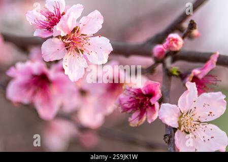 Im Frühling blüht Pfirsichblüte in einem Pfirsichgarten im Peach County, Georgia. (USA) Stockfoto