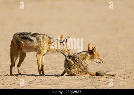 Ein Paar Schakale mit schwarzem Rücken (Canis mesomelas) in natürlicher Umgebung, Kalahari Wüste, Südafrika Stockfoto