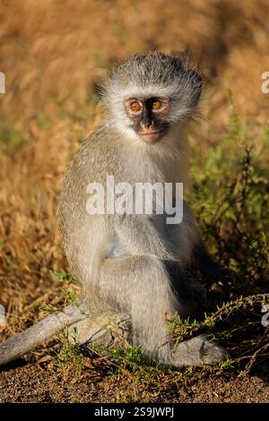 Ein kleiner Rotvetaffen (Cercopithecus aethiops), der in einem natürlichen Lebensraum in Südafrika sitzt Stockfoto