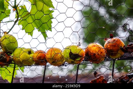 Äpfel auf dem Netz in der Nähe der Weinrebe mit Wassertropfen nach dem Regen Stockfoto