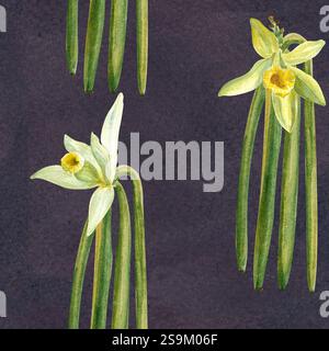 Vanilleblüten und Bohnen Pflanzen nahtloses Muster in Aquarell auf dunklem texturiertem Hintergrund. Hochwertiges handgezeichnetes Design, perfekt für Gewürzbox, Café Stockfoto