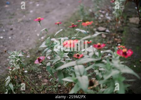 Zarte rosafarbene Zinnienblüten in Blüte. Stockfoto