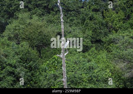 Heron Grey Ardea cinerea rectirostris thronte hoch auf einem Ast eines toten Baumes über einem See im Udalawawe-Nationalpark Sri Lanka Stockfoto