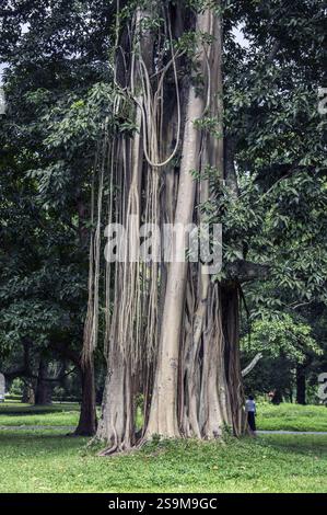 Antike Banyanbäume in den Royal Botanical Gardens, Royal Botanic Gardens, Peradeniya in der Nähe von Kandy, Sri Lanka Stockfoto