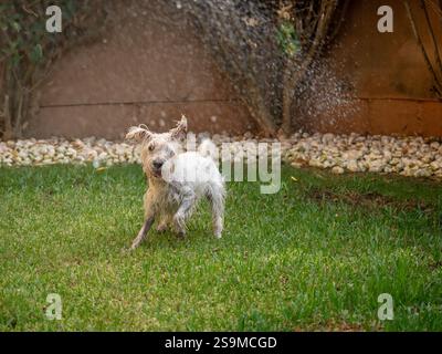 Glücklicher Schnauzer-Hund, der gerne im Garten mit Wasser spielt. Tier- und Haustierkonzept. Stockfoto