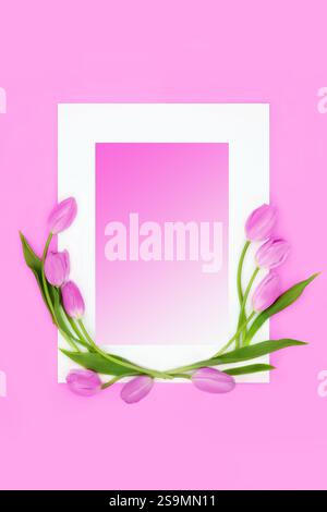 Lila Tulpe Blume Frühling Hintergrund weißes Rahmendesign. Saisonales Symbol des Frühlings zu Ostern oder Muttertag Grußkarte auf Farbverlauf Flieder. Stockfoto