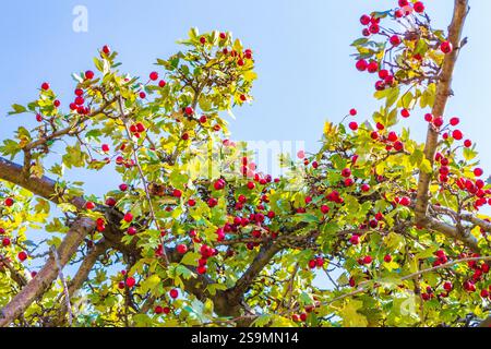 Reife rote Weißdornbeeren am Sträucher an einem schönen Oktobertag. Es ist äußerst nützlich für viele Systeme im menschlichen Körper.hat regulierende Wirkung auf die Herzfrequenz Stockfoto