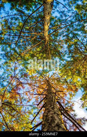 Kronen von Kiefern von unten gesehen und blauer Himmel oben, Varna Bulgarien Stockfoto