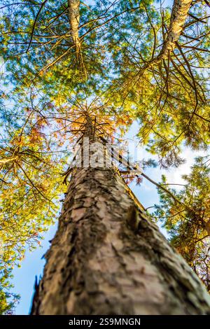 Kronen von Kiefern von unten gesehen und blauer Himmel oben, Varna Bulgarien Stockfoto