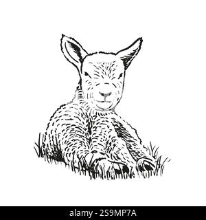 Handgezeichnete Illustration eines liegenden Lammes. Stock Vektor