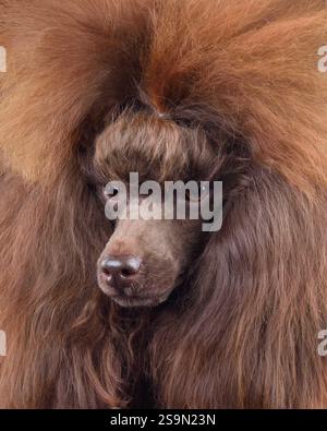 Studio-Porträt des schönen braunen Pudels aus der Nähe Stockfoto