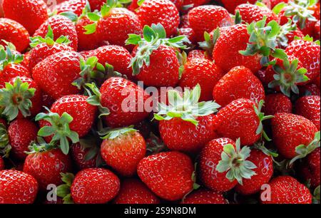 Frische reife Erdbeeren in Schale auf weißem Holztisch, Sommerfrüchte, Erdbeere ( Fragaria ) Stockfoto