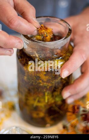 Hände geben getrocknete Ringelblumen in ein Glas mit Olivenöl Stockfoto