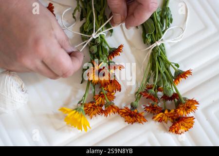 Hände binden Ringelblumenbündel zum Trocknen Stockfoto