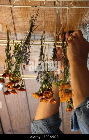 Hände binden Kräuter und Blumen zum Trocknen auf einem Rack drinnen Stockfoto