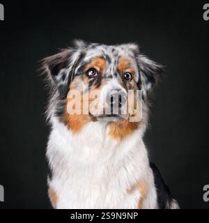 Porträt eines australischen Schäferhunds, der auf schwarzem Hintergrund sitzt Stockfoto