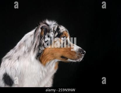Porträt des australischen Schäferhunds isoliert auf schwarzem Hintergrund Stockfoto