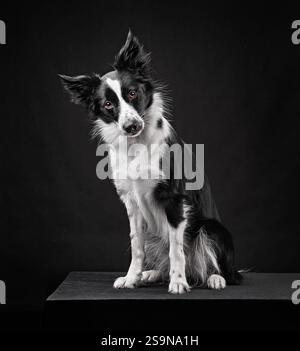 Sitzender ausgewachsener Border Collie Hund auf schwarzem Hintergrund Stockfoto
