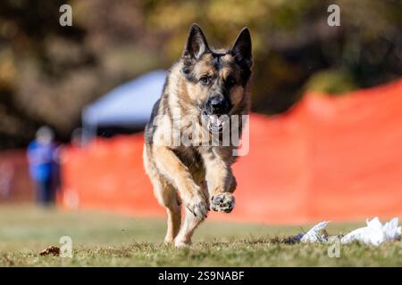 Reinrassiger Deutscher Schäferhund Lauflockenkurs Sprint Dog Sport Stockfoto