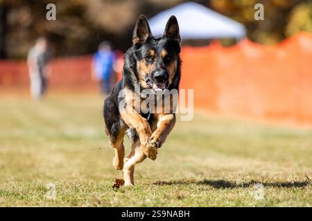 Reinrassiger Deutscher Schäferhund Lauflockenkurs Sprint Dog Sport Stockfoto