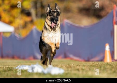 Reinrassiger Deutscher Schäferhund Lauflockenkurs Sprint Dog Sport Stockfoto