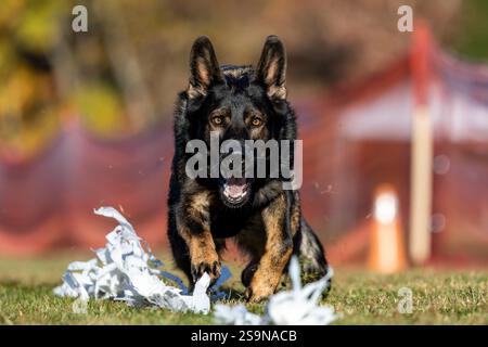 Reinrassiger Deutscher Schäferhund Lauflockenkurs Sprint Dog Sport Stockfoto