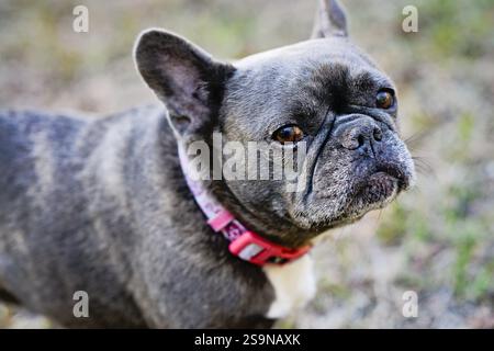 Nahaufnahme einer französischen Bulldogge mit rosa Kragen draußen Stockfoto