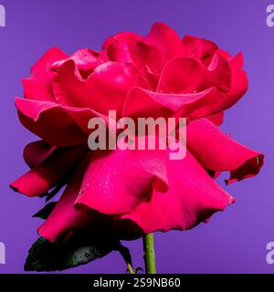 Schöne rote Rose auf violettem Hintergrund Stockfoto
