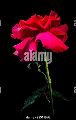 Schöne rote Rose auf schwarzem Hintergrund Stockfoto