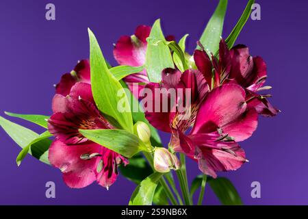 Dunkelburgunderrote Alstroemeria auf purpurrotem Hintergrund Stockfoto