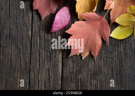 Herbstblätter verschiedener Bäume, bunte Blätter auf Holztisch, bunter Hintergrund, Platz für Text kopieren Stockfoto