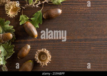 Eicheln auf Holztisch, Studio Schuss reife Eiche Obst mit Zweig, alternative Medizin (Fagaceae) Stockfoto