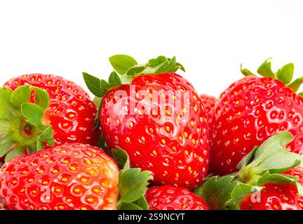 Erdbeeren isoliert auf weißem Hintergrund, Garten Sommerfrucht, Erdbeere, Kopierraum ( Fragaria ) Stockfoto