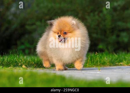 Flauschiger Welpe von Pommersche Spitz, der im grünen Garten spielt Stockfoto