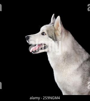 Sibirischer Huskyhund mit offenem Mund isoliert auf schwarzem Hintergrund Stockfoto