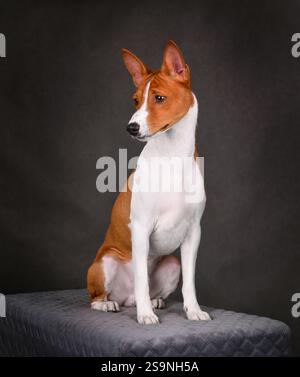 Weiß mit rotem Basenji-Hund, der auf grauem Hintergrund sitzt Stockfoto