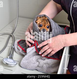 Nahaufnahme eines nassen pommerschen spitzes, eingewickelt in ein Handtuch nach dem Bad im Friseursalon Stockfoto