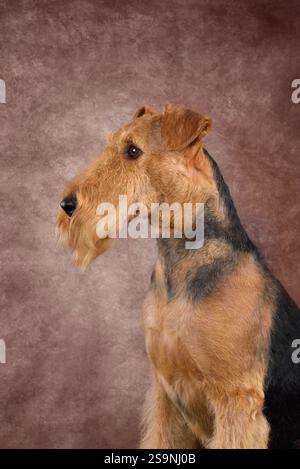 Porträt des netten Airedale Terriers, der auf braunem Hintergrund sitzt und seitlich schaut Stockfoto